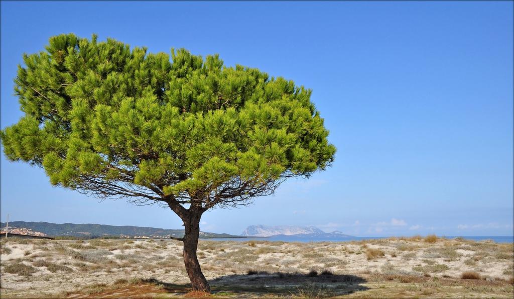 Appartamenti Le Magnolie Budoni Dış mekan fotoğraf